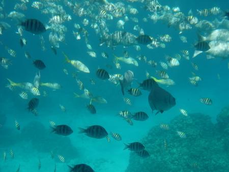 Grand Cayman