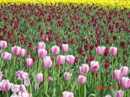 Tulip Fest.