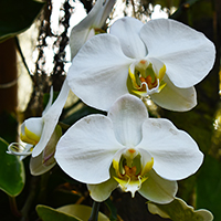orchid