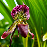 orchid