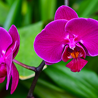 orchid