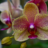 orchid