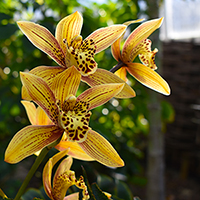 orchid