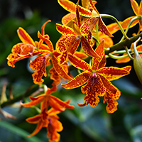 orchid
