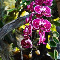 orchid
