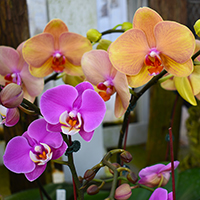 orchid