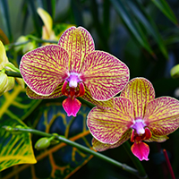orchid