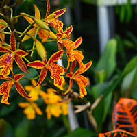 orchid