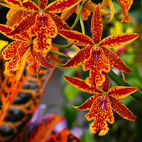 orchid