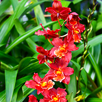 orchid