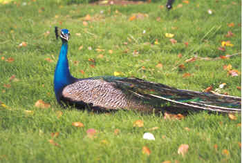 1999bird2.jpg (92352 bytes)