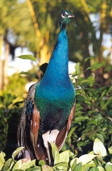 1999bird4.jpg (26255 bytes)