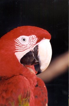 1999bird5.jpg (14490 bytes)