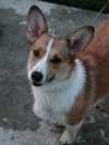 KatieMovie100.gif (376118 bytes)