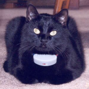 Mitsy.jpg (66562 bytes)
