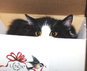 catinthebox.jpg (11691 bytes)