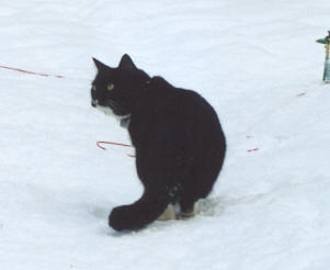 mittsinsnow.jpg (7982 bytes)