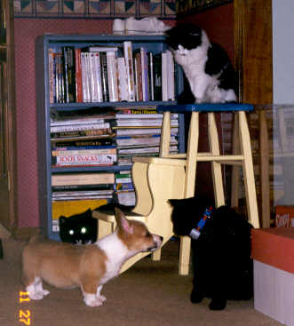 katiemeetscats.jpg (118480 bytes)