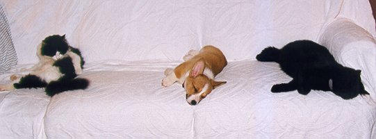 naptime.jpg (19190 bytes)