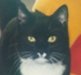 scats.jpg (1839 bytes)