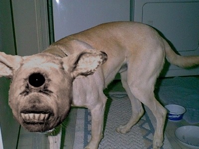 Frankie my guard dog?