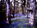 Bluebells