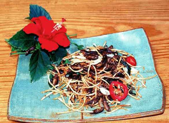Boc Choi and Satay Crickets - mmmm.....