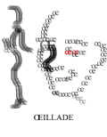 OEILLADE