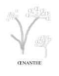 OENANTHE