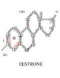 OESTRONE