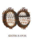 OESTRUS OVIS