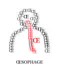 OESOPHAGE