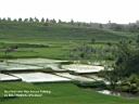 rice-terrace1.jpg