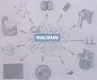 Kalsium sebagai senjata utama mengembalikan stamina