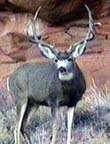 big rack