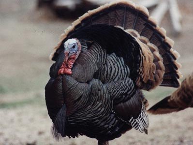 nwtf