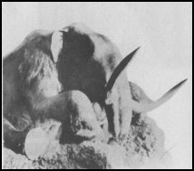 Beresovka-Mammut