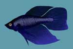 Betta fish!