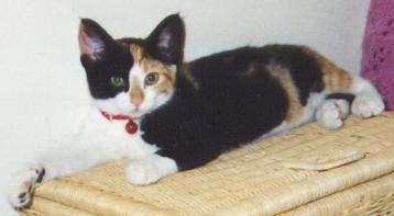 Phoebe as a kitten