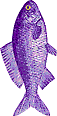 lavendar sachet