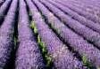 lavendar field