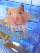 My little hamu - Blur Blur