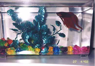 fishy