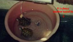2 of my lovely lil'turtles