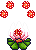 lava lotus