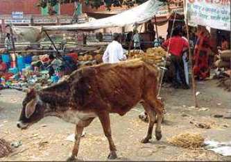 [Kuh auf der Stra�e]