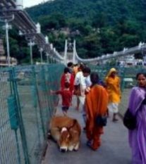 [Rishikesh, Br�cke]