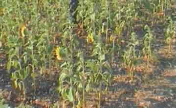 [verdorrte Sonnenblumen]