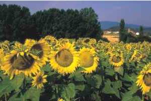[Sonnenblumenfelder]