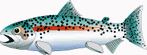 Mystic Fish